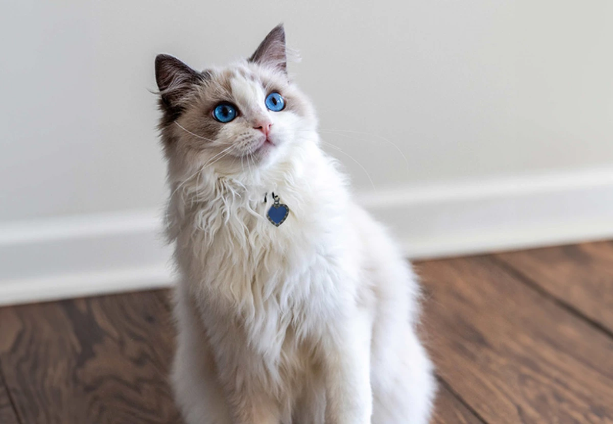 Ragdoll cat