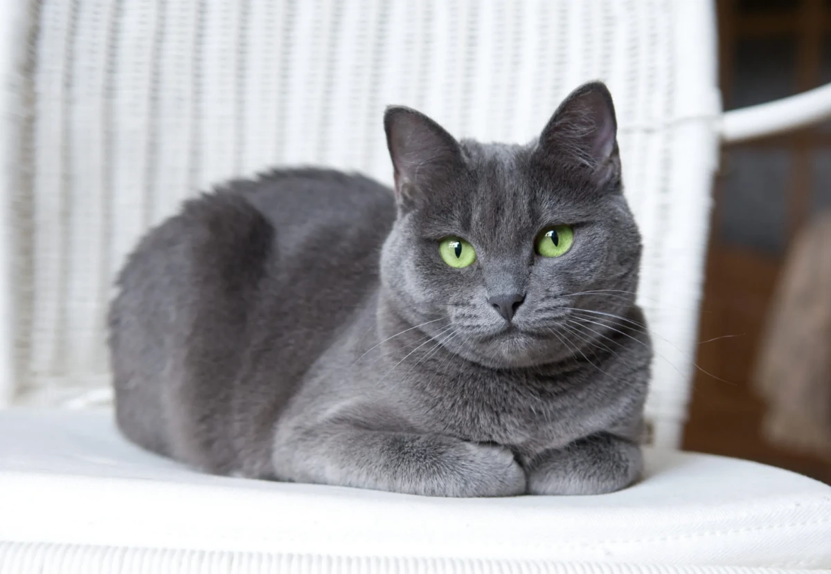 Russian Blue cat