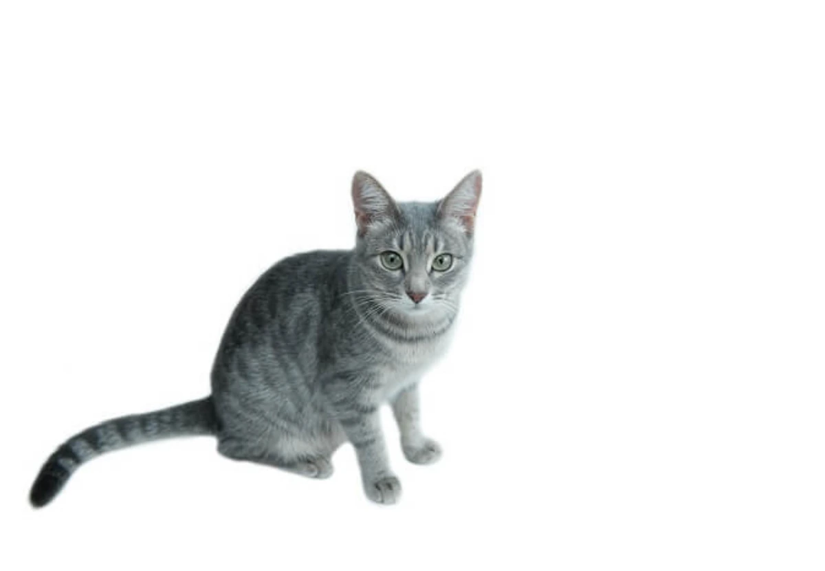 Russian White / Black / Tabby cat
