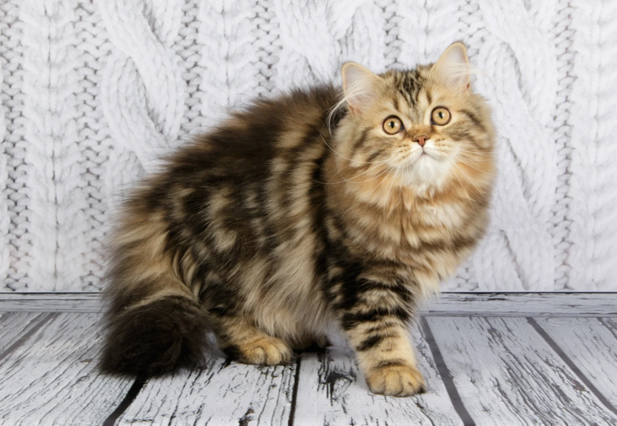 Scottish Straight Longhair cat