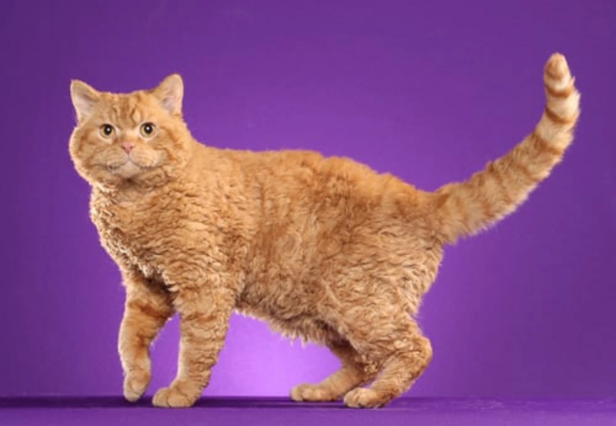 Selkirk Rex cat
