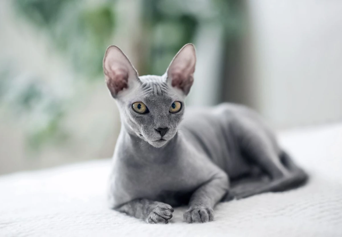 Sphynx cat