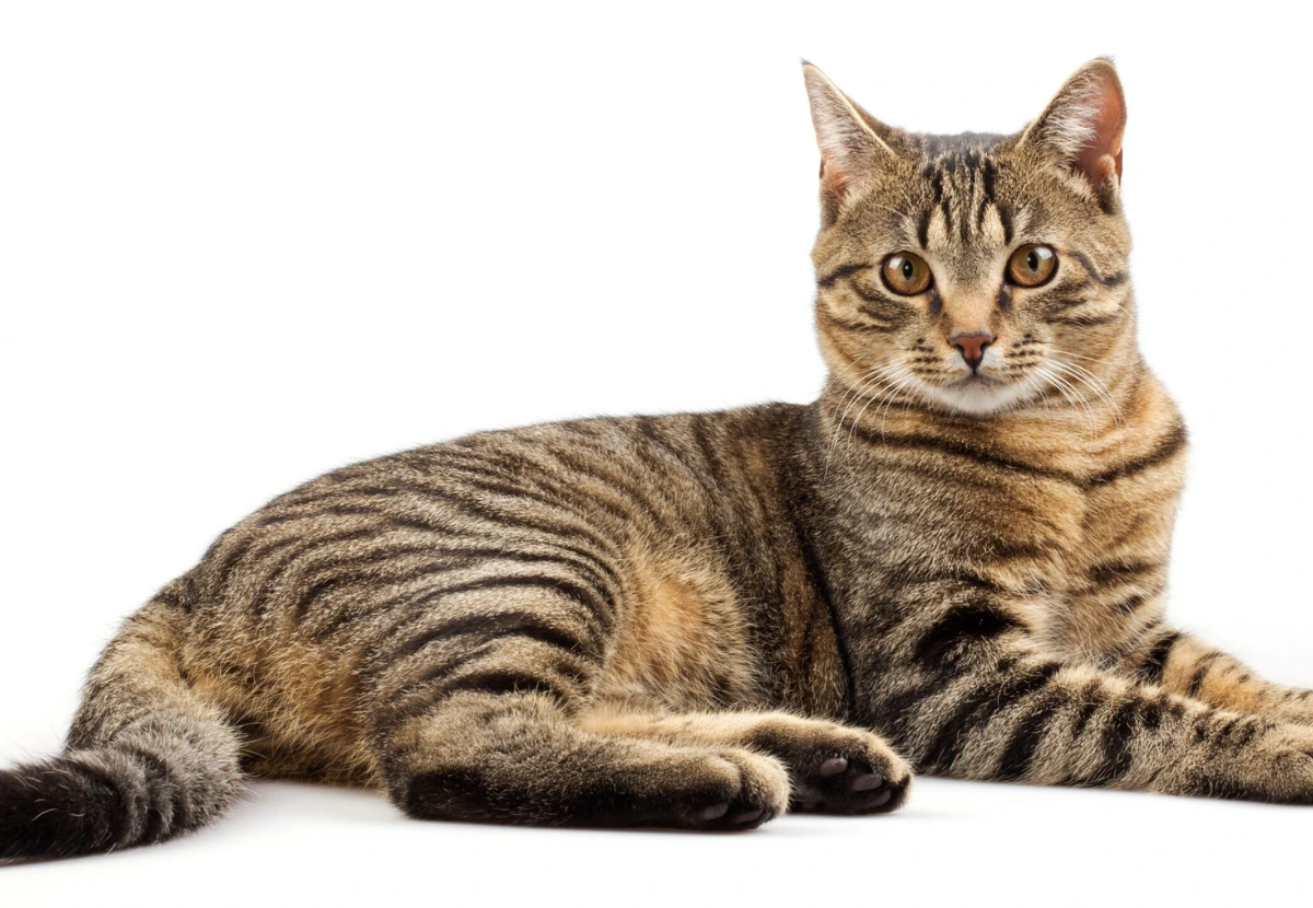 Tabby cat
