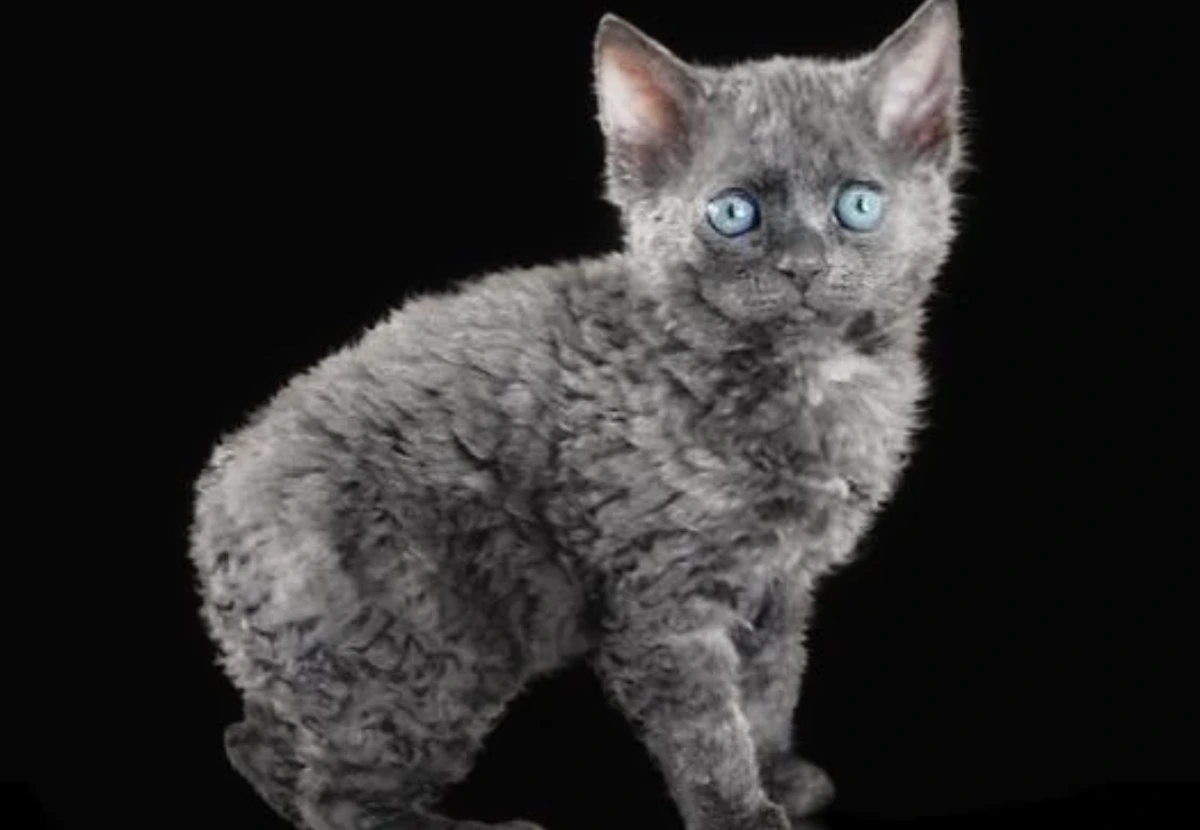 Tasman Manx / Tasman Rex cat