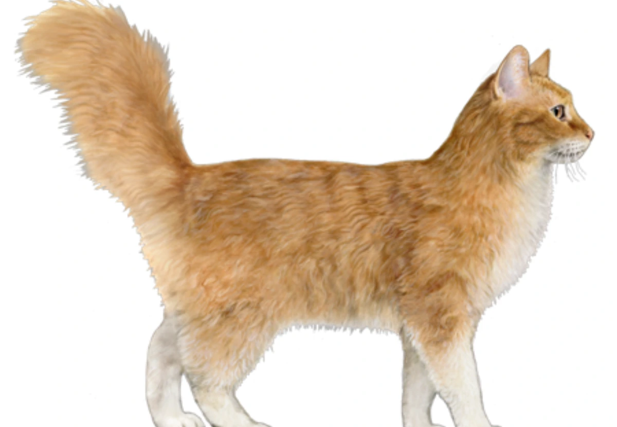 Tennessee Rex cat