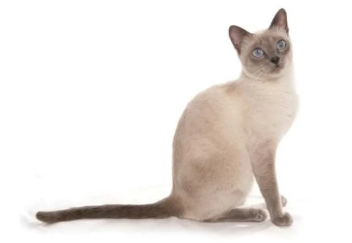 Thai Lilac / Blue Point / Lilac Point cat