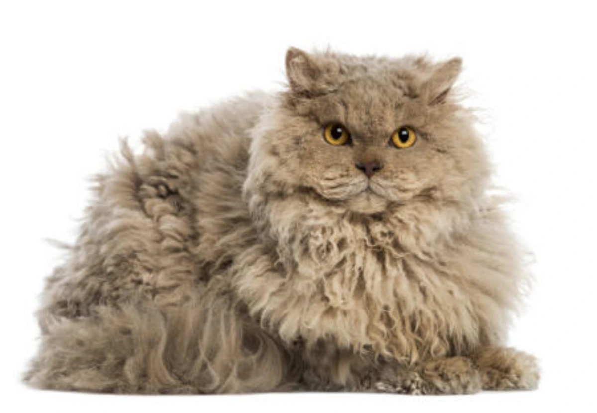 Ural Rex Longhair cat